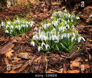 Snowdrops blooming in the early spring garden. Stock Photo