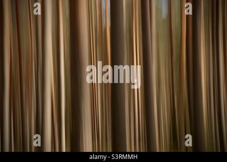 Trees, Pine. Long exposure in the forest in abstract appearance with horizontal lines through vertical camera movement. Stock Photo