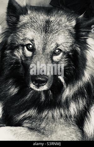 Lasko , Edler von Tirol, Wolfsspitz, Hundeportrait in schwarz- weiß, dog portrait in  black and weiter Stock Photo