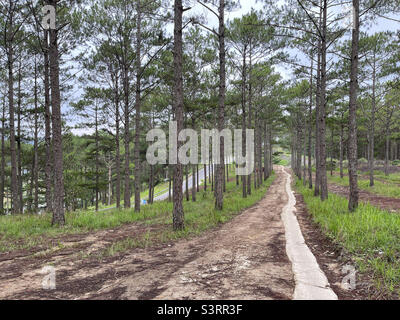 Small path in the pine forest Stock Photo