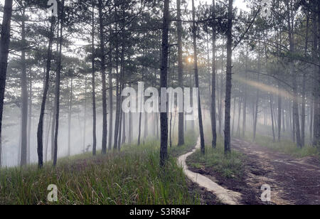 morning rays in the dew Stock Photo