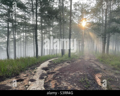 morning rays in the dew Stock Photo