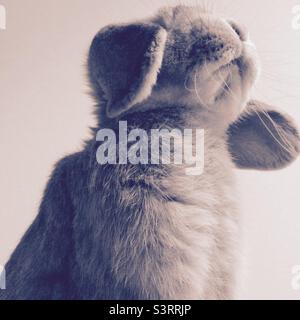 Lop eared rabbit in black and white Stock Photo