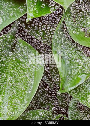 Raindrops like bubbles on spiderweb and hosta leaves Stock Photo