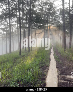 morning rays in the dew Stock Photo