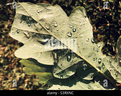 Water drops on a leaf after the rain Stock Photo