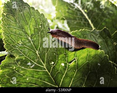 Slug on green leaf Stock Photo