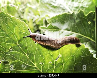 Slug on green leaf Stock Photo