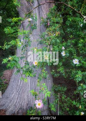 Pale pink dog roses winding around the silver trunk of a Cedar tree Stock Photo