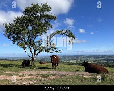 Cattle grazing on hillside Stock Photo