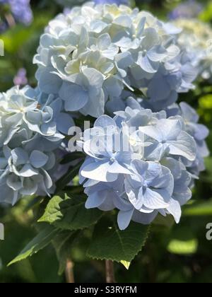 Blue hydrangea blooms Stock Photo
