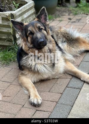 German Shepard dog laid on patio Stock Photo