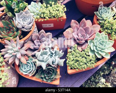 Succulents in heart shaped planters at a garden center Stock Photo