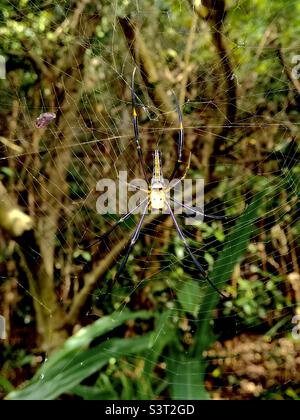 Northern Golden Orb Weaver spinning his web in the forest on Lamma island in Hong Kong. Stock Photo