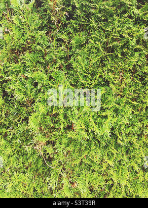 Green thuja hedge background Stock Photo