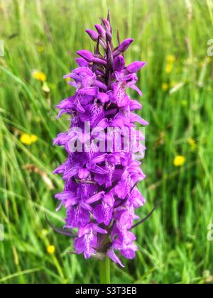 Common Spotted Marsh Orchid (Dactylorhiiza grandis) knowel park, Fair Oak, Hampshire Stock Photo