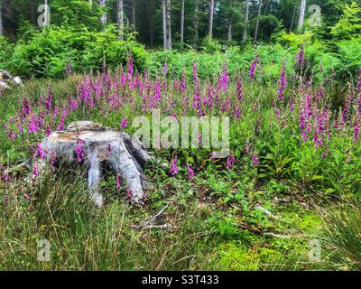 Foxgloves in a forest clearing, Hampshire UK Stock Photo