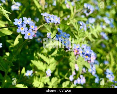 Forget Me Not flowers in Spring sunshine Stock Photo