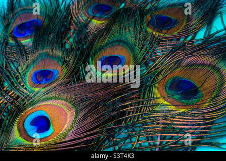 A collection of peacock feather against a turquoise background Stock Photo