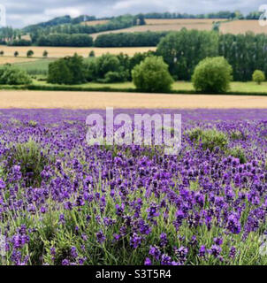 Lavender fields in Kent at Castle Farm