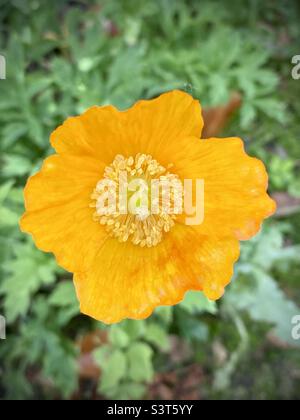 Papaver cambricum, synonym Meconopsis cambrica. The Welsh poppy, logo of the Welsh political party Plaid Cymru. Stock Photo