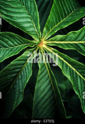 Close up of a green fig tree leaf Stock Photo