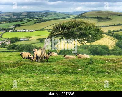 Sheep on the Golden Cap coastline in Dorset UK Stock Photo