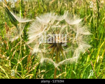Jack-go-to-bed-at-noon seed head, (Tragopogon pratensi) Stock Photo