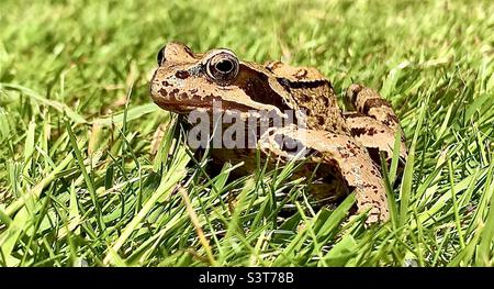 A lovely common frog in the garden June 2022. Stock Photo