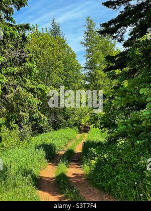 A clay dirt road going through a lush woodland. Stock Photo