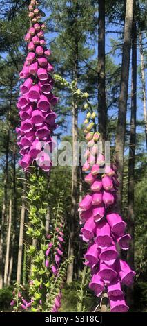 Foxglove flowers growing in a Hampshire Pine forest Stock Photo