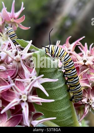 Close up of Monarch butterfly caterpillars on showy milkweed Asclepias Speciosa (L.). Off the Rio Grande river at John Dunn Bridge in El Prado, New Mexico. Stock Photo