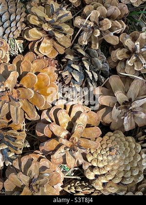 A grouping of fallen pine cones taken close up makes for a pleasing natural abstract image. Stock Photo