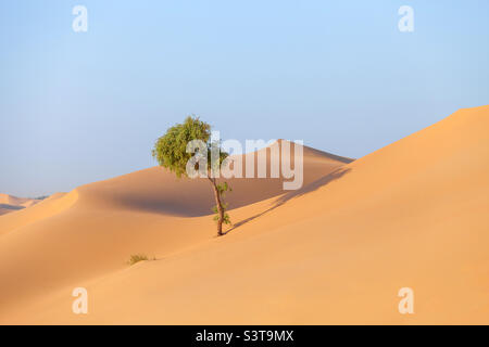 Lonely tree in the desert in Abu Dhabi in United Arab Emirates Stock Photo