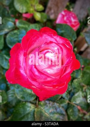 Red Rose with rain drops Stock Photo