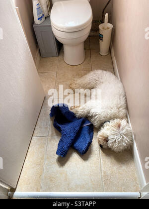A cavapoo dog lying on the cold, tiled toilet floor as it’s cool in hot weather. Stock Photo