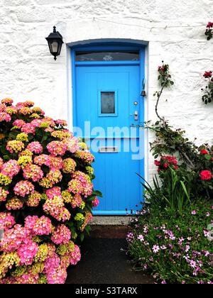 A half barn door painted sky blue in a whitewashed stone countryside cottage with pink hydrangea flowers and path Stock Photo