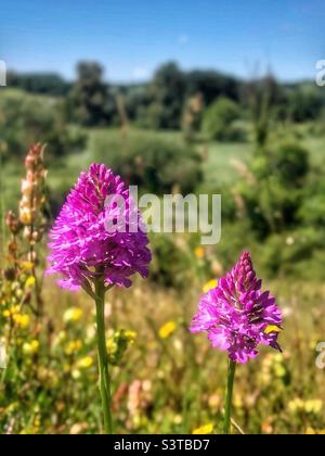 Pyramidal orchids (Anacamptis pyramidalis) growing on St Catherine's Hill Nature Reserve, Winchester, Hampshire, UK. Stock Photo