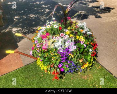 Colourful flowers growing in a wheelbarrow Stock Photo