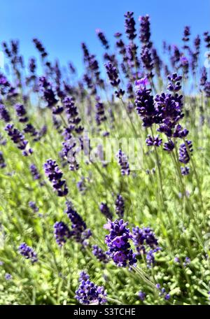 Lavender Stock Photo