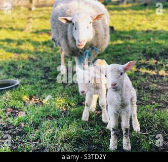 Ewe and cute lambs in a meadow Stock Photo