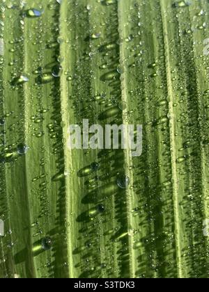 Water droplets on a leaf Stock Photo