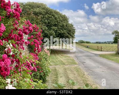 Roses on a wall on a walk past Glynde Place, Lewes in the summer Stock Photo