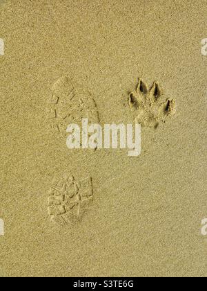 Human footprint and dog paw print in sand on Dorset beach, Hampshire United Kingdom Stock Photo