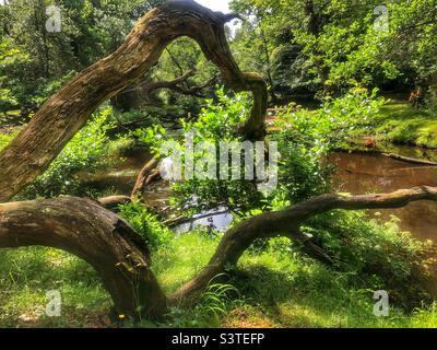 Fallen tree branches over Lymington river in the New Forest National Park Stock Photo