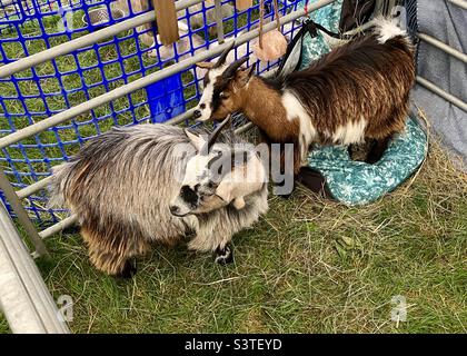 Pygmy goats at the three counties show 2022 Stock Photo