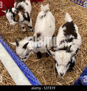 Pygmy goats at the three counties show 2022 Stock Photo