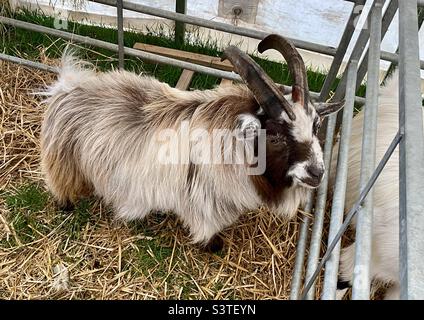 Pygmy goats at the three counties show 2022 Stock Photo