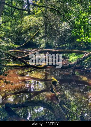 Fallen trees over Ober Water stream in the New Forest National Park Stock Photo