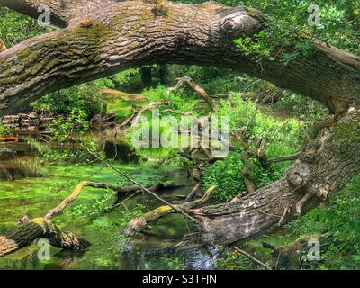 Fallen oak tree framing Lymington river in the New Forest National Park Brockenhurst Hampshire United Kingdom Stock Photo
